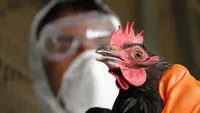 У Кишиневі оголосили надзвичайну ситуацію через пташиний грип