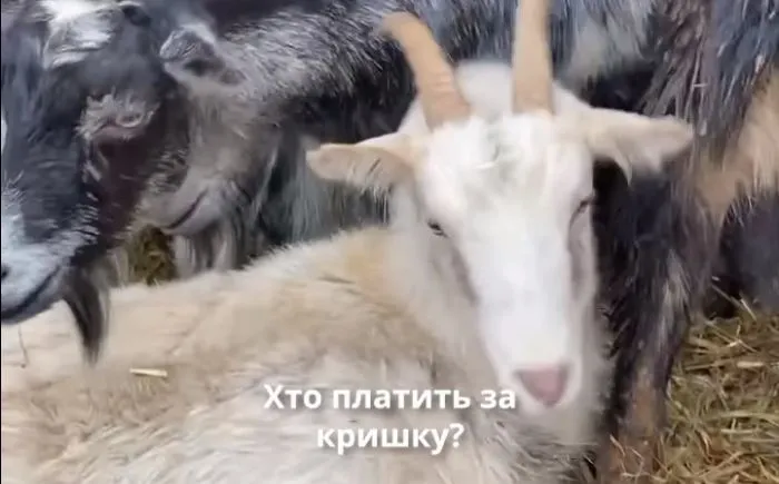 animal-rights-activists-evacuate-68-goats-from-kherson-region
