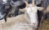Animal rights activists evacuate 68 goats from Kherson region
