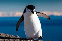 Ukrainian polar explorers show how a group of penguins swing on a small iceberg