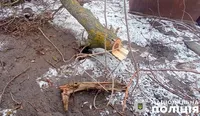 A man fell from a tree near Poltava and died: police launched an investigation