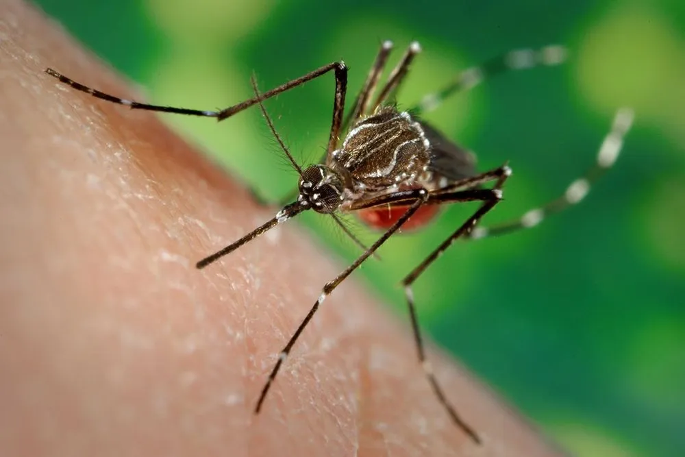 Лихоманка денге може стати глобальною загрозою - ВООЗ