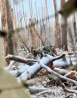 росіяни знищили понад 26 тис. гектарів лісу на Луганщині - ОВА