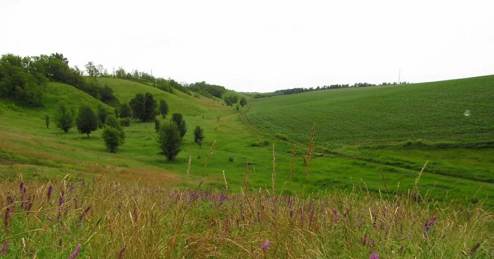 A new nature reserve has been created in the meadows and steppes of Denysenkyi Yar in Kyiv Oblast