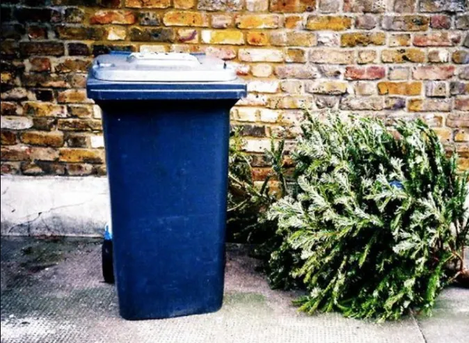 Активисты призывают не выбрасывать рождественские елки на свалку: что рекомендуют