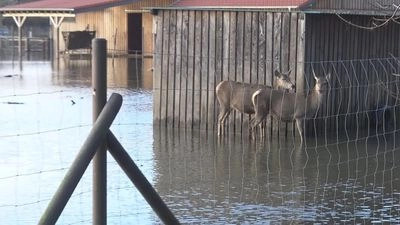 Наводнение в Германии: в ряде регионов начали эвакуацию зоопарков