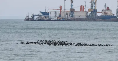 российские оккупанты превращают порт Бердянска в военный объект, размещая там тяжелую технику