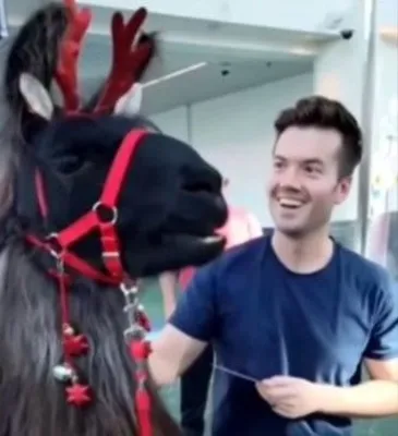 Llamas at Portland airport: how people react to therapy animals