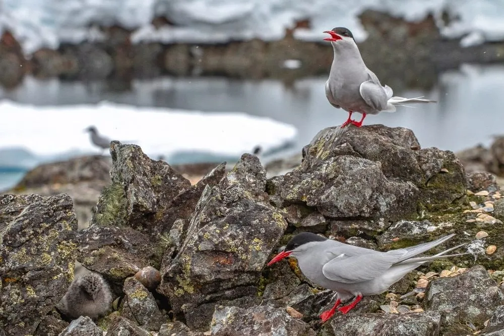 A bird baby boom in the Antarctic