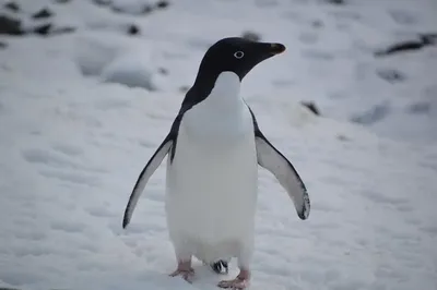 Украинские полярники показали, как пингвины "катаются" на антарктических склонах