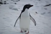 Украинские полярники показали, как пингвины "катаются" на антарктических склонах