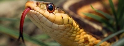The statistics were affected by the war: in 2023, the number of snake bites in Ukraine decreased to 208