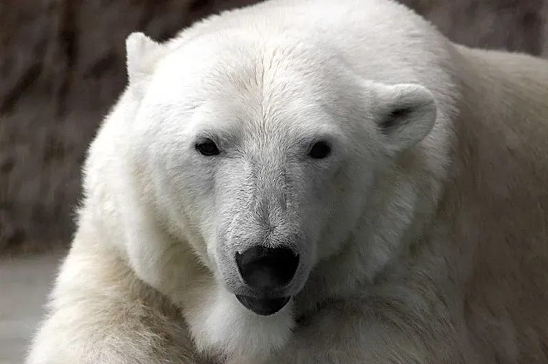 Alaska records first fatal case of bird flu in polar bears