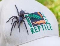 В Австралии нашли самого большого самца самого ядовитого паука в мире