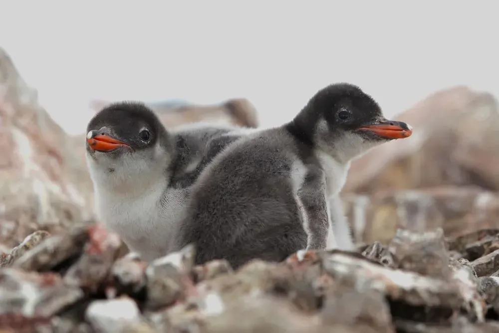 there-is-no-baby-boom-yet-but-it-is-expected-very-soon-polar-explorers-counted-750-penguin-chicks-near-the-akademik-vernadsky-station