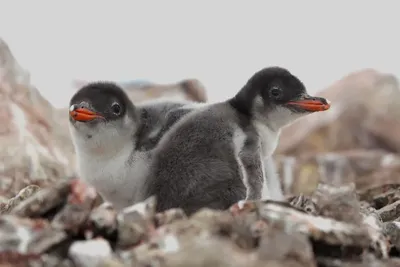 Бебі-буму ще немає, але очікується дуже скоро: полярники нарахували 750 пінгвінят біля станції “Академік Вернадський”