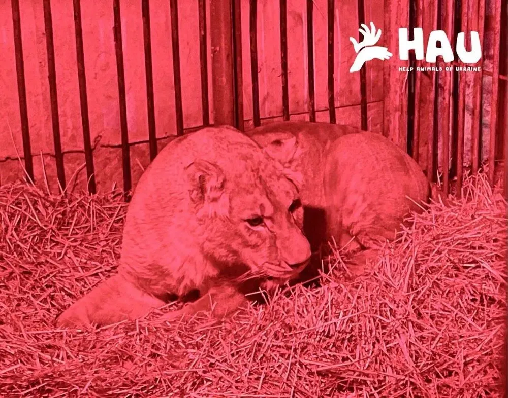Contusion due to Russian attack: the Rescue Center reported on the condition of lioness Yuna