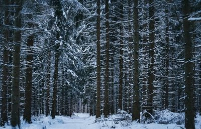 Во второй декаде января в Украине ожидается классическая зимняя погода - синоптики