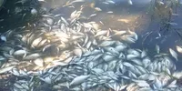 Руководитель фирмы, которая разводит рыбу в Винницкой области, лично подтвердил, что ее гибель не связана с работой других предприятий - эколог