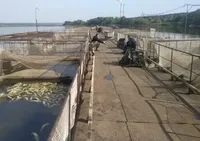 Руководитель хозяйства в Винницкой области, где произошла массовая гибель рыбы, убедился, что Винницкая птицефабрика к этому не причастна - официальное заявление