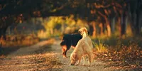 Dogs can wag their tails so much because people like the rhythm - researchers