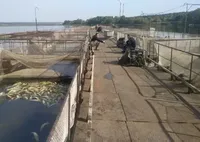 Директор акваферми на Вінниччині вкотре підтвердив, що місцева птахофабрика не причетна до масово загибелі риби