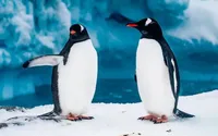 20 января: День распространения знаний о пингвинах, День видеокамеры