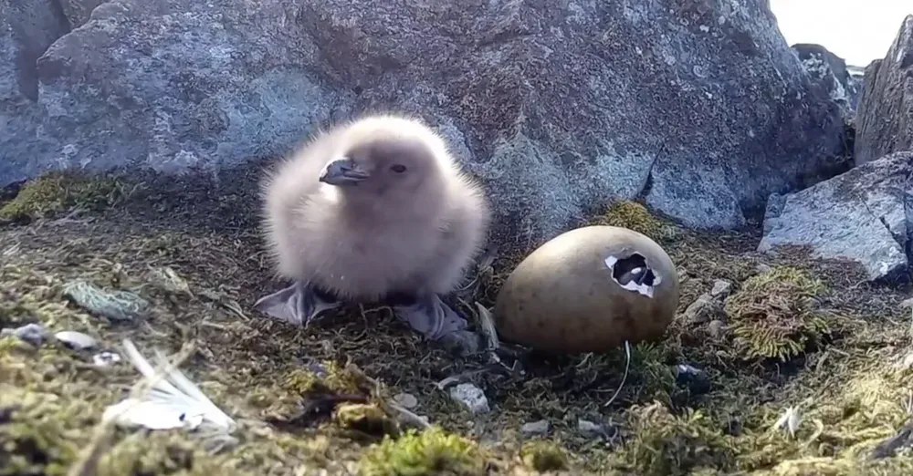 Walrus pups born in the Vernadsky area - video