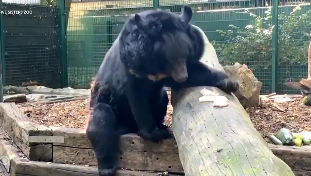 A bear rescued from a bombed-out Ukrainian zoo finds a new home in Scotland