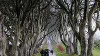 Шторм "Иша" разрушил несколько деревьев в буковой аллее "Игры престолов" в Северной Ирландии