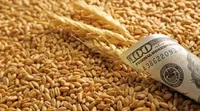 Є ідея привʼязати відшкодування ПДВ до повернення валютної виручки: у Раді та Кабміні доопрацьовують легалізацію експорту зерна