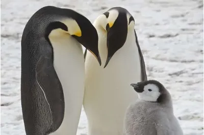 Ученые обнаружили в Антарктиде неизвестные ранее колонии императорских пингвинов