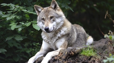 В Нидерландах суд разрешил стрелять в волков из пейнтбольного оружия