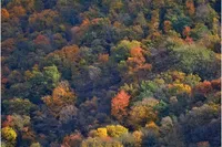 Леса с разнообразными видами деревьев более устойчивы к штормам - исследование