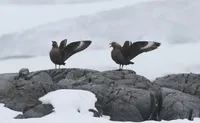 Ukrainian polar explorers show a family of South Polar skuas with a small chick