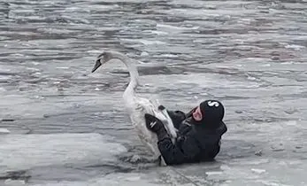 rescuers-in-dnipro-rescued-a-swan-that-froze-on-a-pond