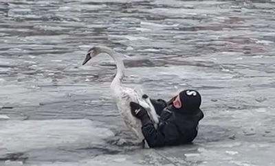 Спасатели в Днепре спасли лебедя, который примерз на водоеме