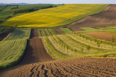 В Украине цена на землю за год выросла на 13% - анализ