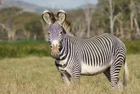 Международный день зебры, Всемирный день ювелира. Что еще можно отметить 31 января