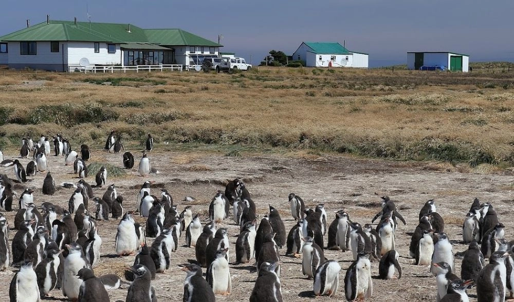 Птичий грипп обнаружили у пингвинов на Фолклендских островах