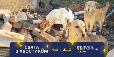 Лапки в тепле: украинцы собрали более 2 миллионов гривен, чтобы согреть десятки тысяч бездомных животных