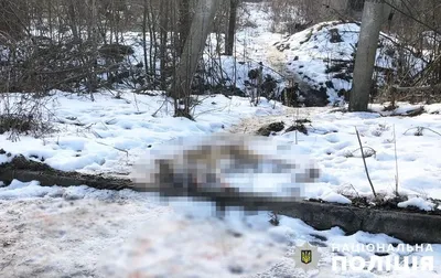 В Житомирской области застрелили бездомную собаку: местный житель заявил, что хотел защитить домашнюю птицу - полиция