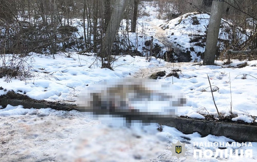 На Житомирщині застрелили безпритульного собаку: місцевий житель заявив, що хотів захистити домашню птицю - поліція