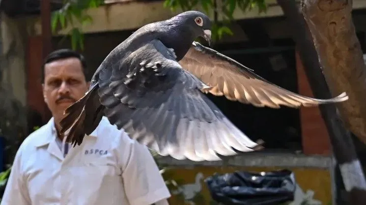 В Индии выпустили на волю голубя, которого подозревали в "шпионаже" в пользу Китая