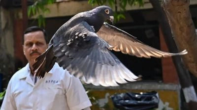 India releases pigeon suspected of "spying" for China
