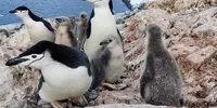 Уникальные кадры: полярники впервые показали птенцов антарктических пингвинов