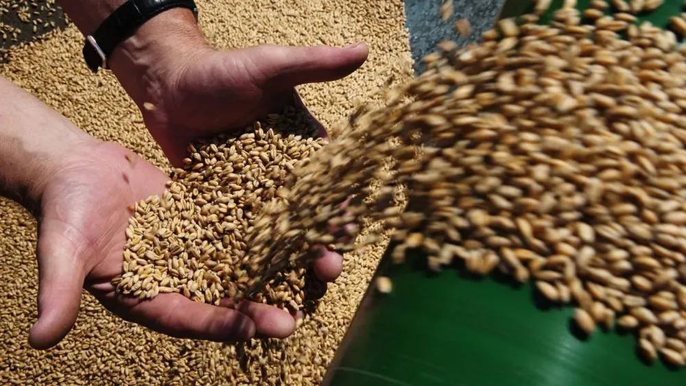 На оккупированном Запорожье россияне за бесценок скупают украинское зерно