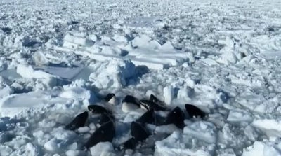 A pod of killer whales is trapped in ice off the coast of Japan: their lives are at risk