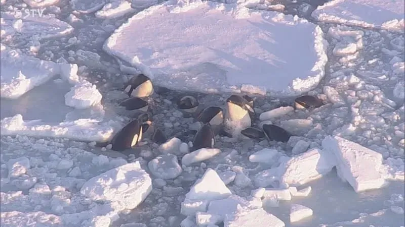 A pod of killer whales stuck in drifting ice off the coast of Japan may have escaped