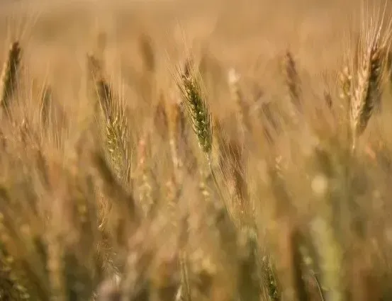 Посівна-2024: різкого зменшення площі посіву не очікується, але є питання до якості пшениці